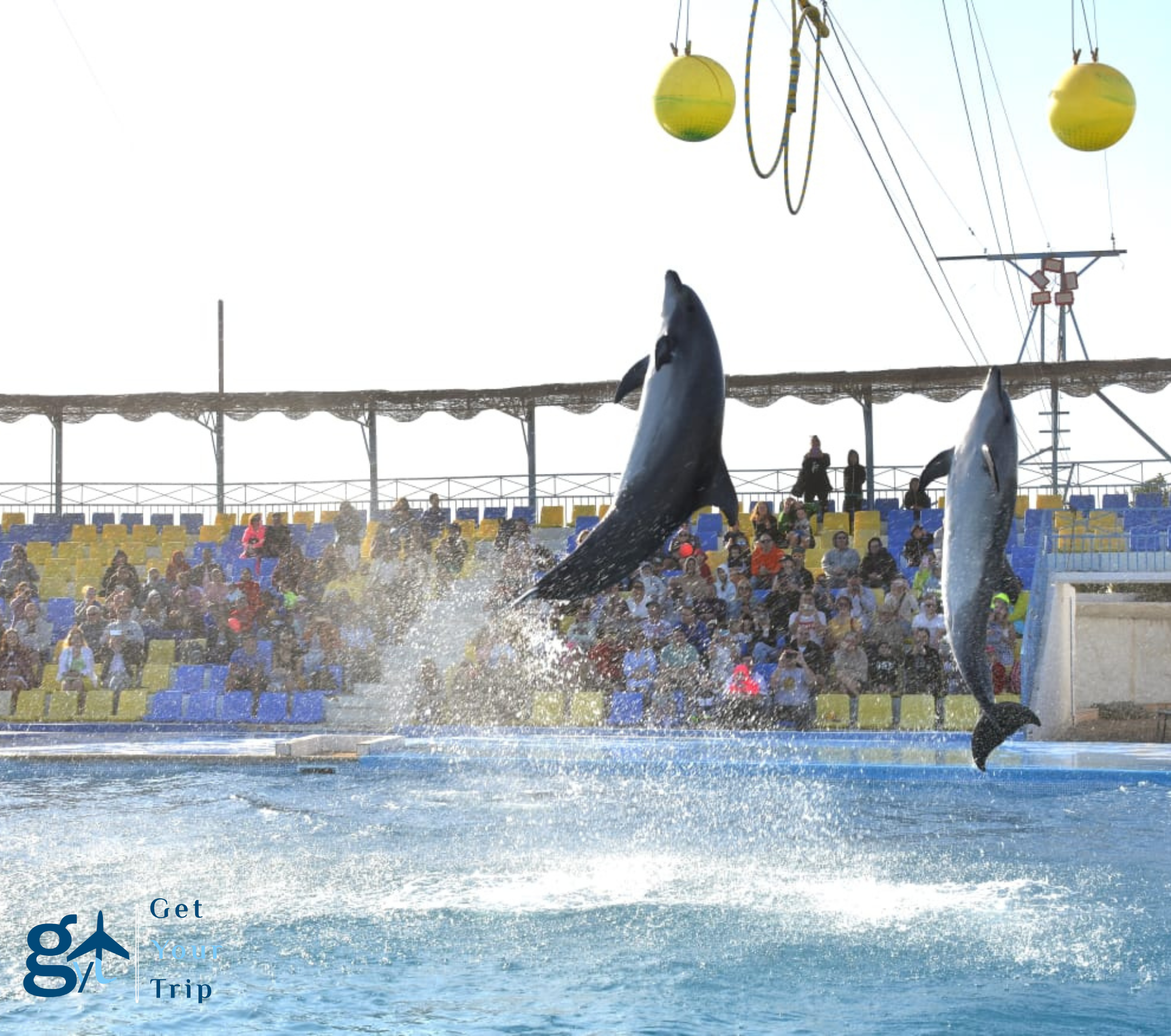 Dolphin Show By Dolphina