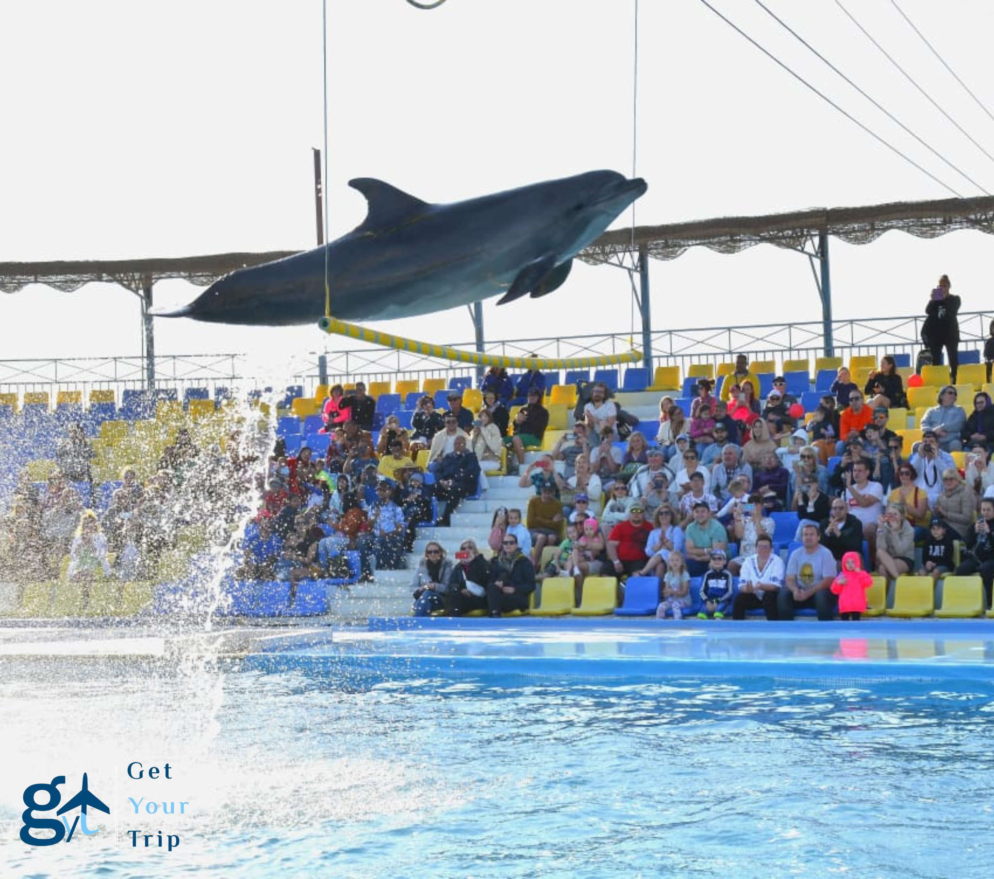 Dolphin Show By Dolphina