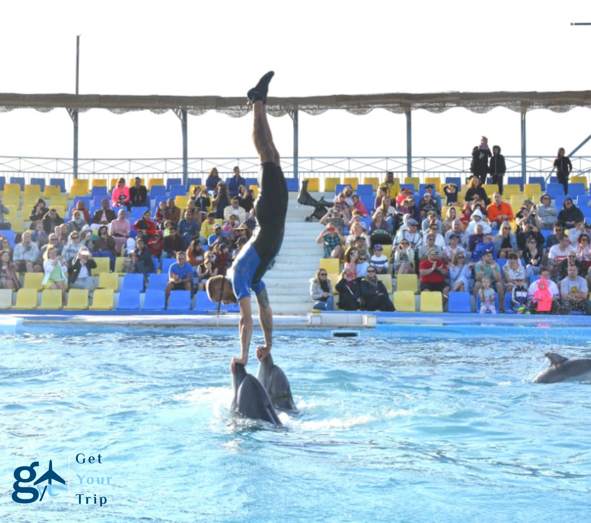 Dolphin Show By Dolphina