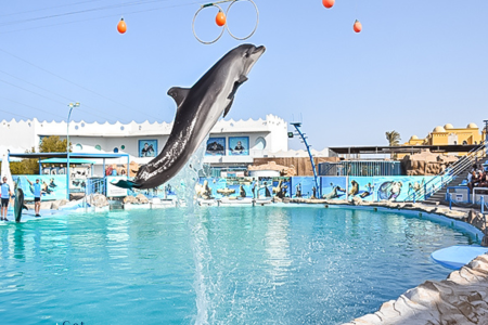 Dolphin Show By Dolphin World