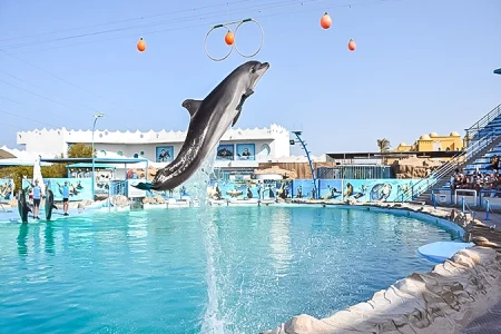 A dolphin performing tricks at Dolphin World Hurghada