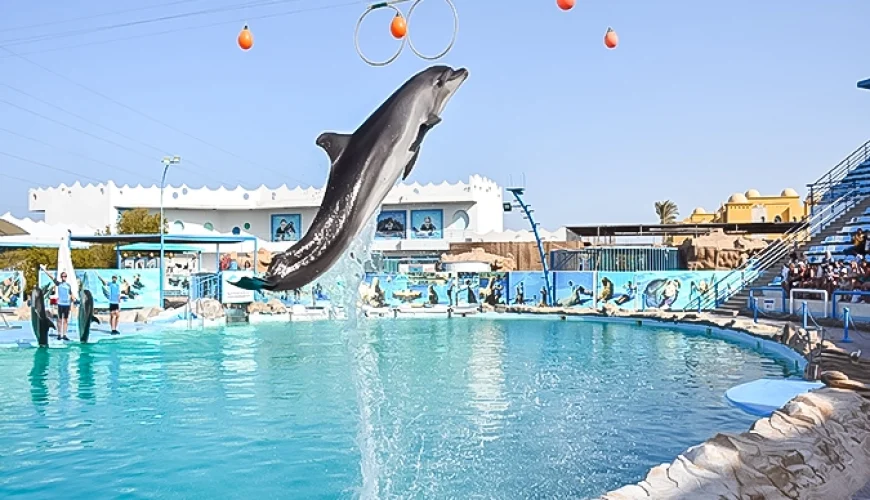A dolphin performing tricks at Dolphin World Hurghada